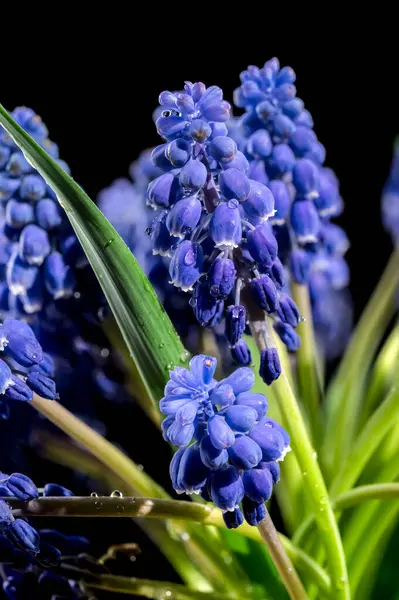 Güzel çiçek açan üzümlü sümbül Muscari Alida çiçeği siyah bir arka planda izole edilmiş. Çiçek başlıklı yakın plan..