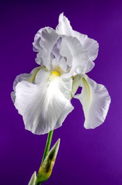 Mor arka planda çiçeklenen beyaz iris ölümsüzlüğü. Çiçek başlıklı yakın plan..