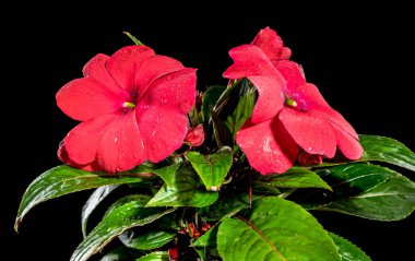 Güzel Blooming Red Inpatiens siyah arka planda Hawkeri çiçekleri. Çiçek başlıklı yakın plan..