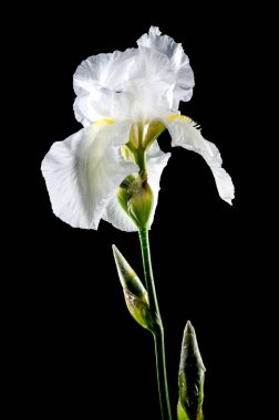 Güzel çiçek açan beyaz iris ölümsüzlüğü siyah arka planda izole edilmiş. Çiçek başlıklı yakın plan..