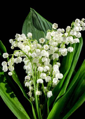 Vadi çiçeğinin güzel beyaz zambağı siyah bir arka planda izole edilmiş. Çiçek başlıklı yakın plan..