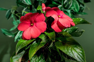 Beautiful Blooming red impatiens hawkeri flowers on a green leaves background. Flower head close-up. clipart