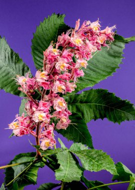Beautiful Blooming red horse-chestnut on a purple background. Flower head close-up. clipart