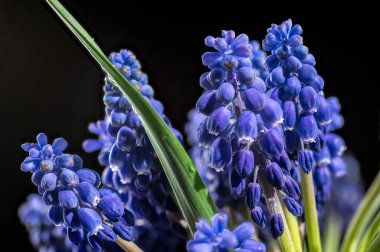 Güzel çiçek açan üzümlü sümbül Muscari Alida çiçeği siyah bir arka planda izole edilmiş. Çiçek başlıklı yakın plan..