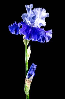 Güzel çiçek açan mavi iris Mariposa Gökyüzü çiçekleri siyah arka planda. Çiçek başlıklı yakın plan..