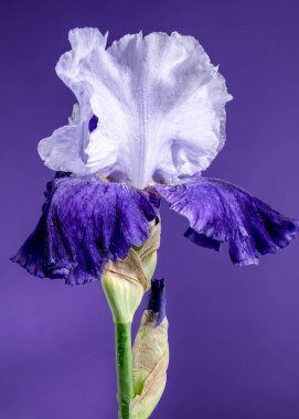 Mor arka planda çiçek açan güzel mavi iris Mariposa Skies. Çiçek başlıklı yakın plan..