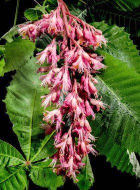 Güzel Blooming kırmızı at kestanesi siyah arka planda izole edilmiş. Çiçek başlıklı yakın plan..