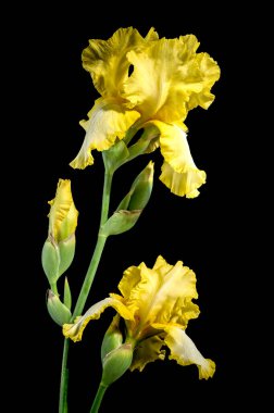 Siyah arka planda güzel sarı süsen çiçekleri. Çiçek başlıklı yakın plan..