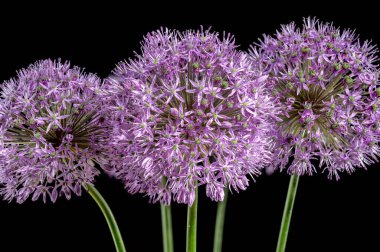 Güzel çiçek açan alyum aflatunense çiçekleri ya da siyah bir arkaplanda süslü soğan. Çiçek başlıklı yakın plan..