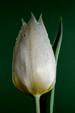 Yeşil arka planda güzel lale beyazı bir çiçek. Çiçek başlıklı yakın plan..