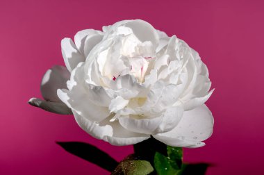 Beautiful Blooming white peony festiva maxima on a pink background. Flower head close-up.