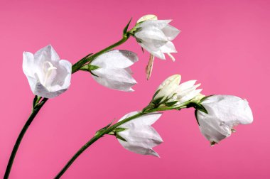Beautiful Blooming white bellflower or campanula on a pink background. Flower head close-up.