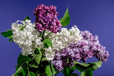 Mavi arka planda izole edilmiş güzel bir buket renkli leylak. Çiçek başlıklı yakın plan..