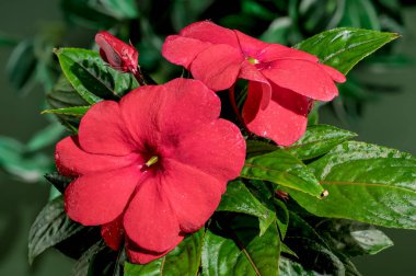 Yeşil yapraklı güzel çiçek açan kırmızı sabırsız Hawkeri çiçekleri. Çiçek başlıklı yakın plan..