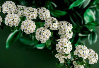 Yeşil arka planda güzel beyaz spirea vanhouttei. Çiçek başlıklı yakın plan..