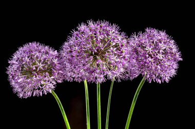 Güzel çiçek açan alyum aflatunense çiçekleri ya da siyah bir arkaplanda süslü soğan. Çiçek başlıklı yakın plan..