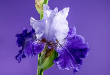 Mor arka planda çiçek açan güzel mavi iris Mariposa Skies. Çiçek başlıklı yakın plan..