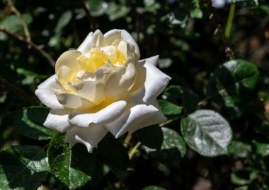 Yeşil yapraklı bahçede açan güzel beyaz gül.