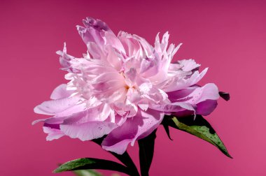 Beautiful Blooming pink peony Alexander Fleming on a pink background. Flower head close-up.