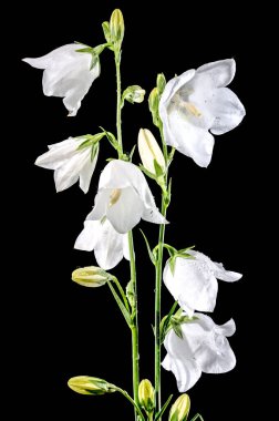 Güzel çiçek açan beyaz çan çiçeği ya da siyah arka planda campanula. Çiçek başlıklı yakın plan..