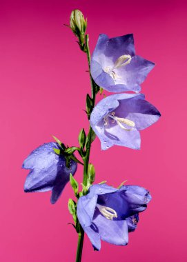 Güzel çiçek açan mavi çan çiçeği ya da pembe arka planda campanula. Çiçek başlıklı yakın plan..