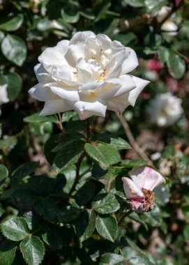 Yeşil yapraklı bahçede açan güzel beyaz gül.
