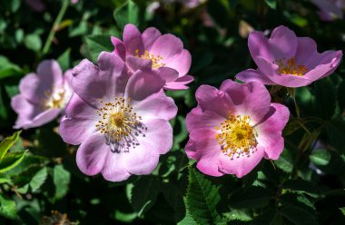Yeşil yapraklı bahçede açan güzel pembe gül.