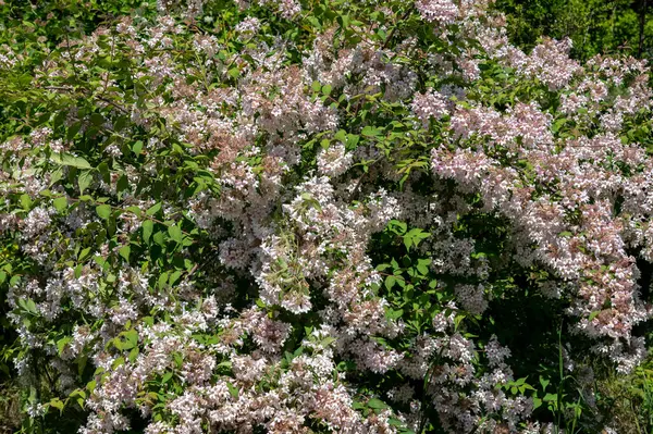 Güzel çiçek açan beyaz kolwitzia ya da yeşil yapraklı bir bahçedeki güzel çalı