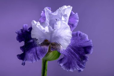 Mor arka planda çiçek açan güzel mavi iris Mariposa Skies. Çiçek başlıklı yakın plan..