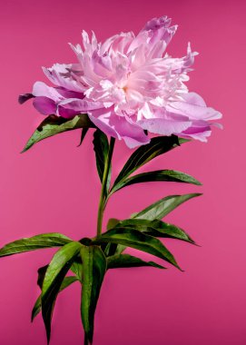 Beautiful Blooming pink peony Alexander Fleming on a pink background. Flower head close-up. clipart