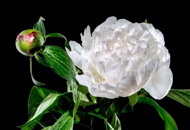 Beautiful Blooming white peony festiva maxima on a black background. Flower head close-up.