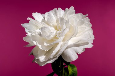 Beautiful Blooming white peony festiva maxima on a pink background. Flower head close-up.