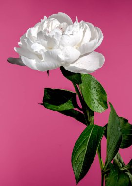 Beautiful Blooming white peony festiva maxima on a pink background. Flower head close-up.