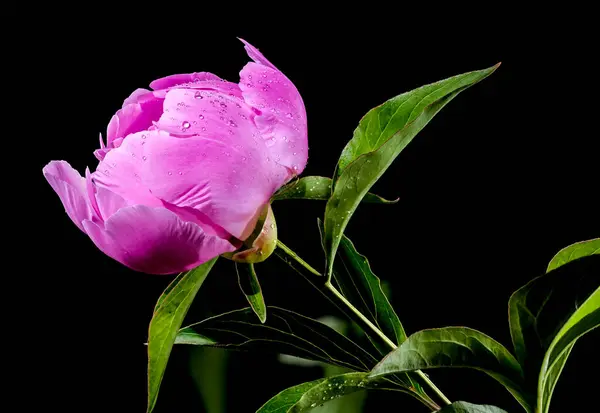 Stock image Beautiful Blooming pink peony Alexander Fleming on a black background. Flower head close-up.