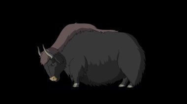 Big Yak alfa matte. Alfa kanalında el yapımı HD görüntüler izole edildi