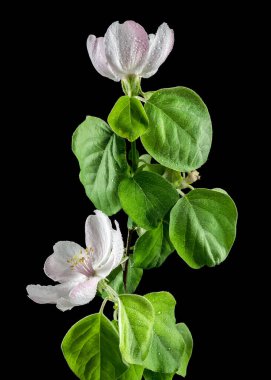 Güzel beyaz ayva ağacı çiçeği siyah arka planda izole edilmiş. Çiçek başlıklı yakın plan..