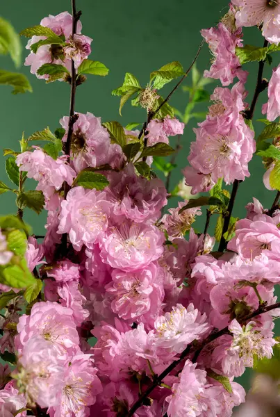 stock image Beautiful pink Almond Prunus triloba blossoms on a green background. Flower head close-up.