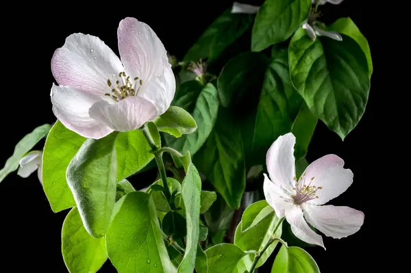 stock image Beautiful white Quince tree flower blossom isolated on a black background. Flower head close-up.