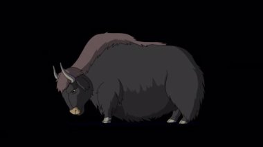 Big Yak alfa matte. Alfa kanalında el yapımı 4K görüntüler izole edildi