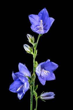 Beautiful Blooming blue bellflower or campanula on a black background. Flower head close-up.