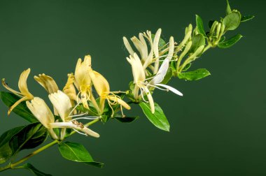 Yeşil arka planda çiçek açan güzel beyaz süs hanımı. Çiçek başlıklı yakın plan..