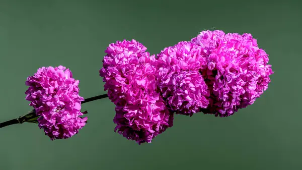 stock image Beautiful Blooming Lichnis viscaria Pink Rosea Plena on a green background. Flower head close-up.