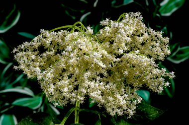 Koyu yeşil arka planda çiçek açan güzel beyaz sambucus. Çiçek başlıklı yakın plan..