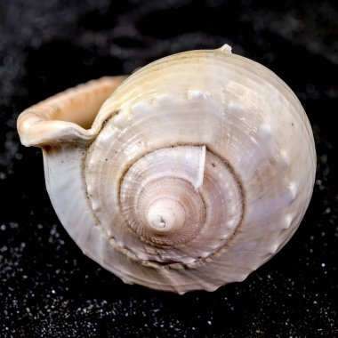 Siyah kum arka planında Phalium glaucum deniz kabuğunun yakın çekimi