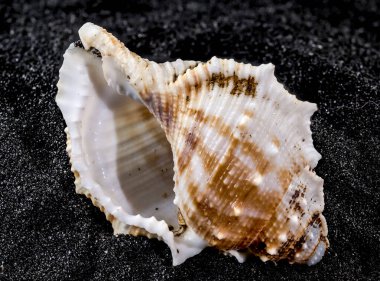 Siyah kum arka planında Bursa Spinosa deniz kabuğuna yakın çekim