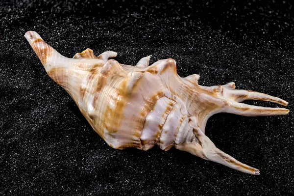 stock image Close-up of Scorpion conch seashell on a black sand background