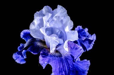 Güzel çiçek açan mavi iris Mariposa Gökyüzü çiçekleri siyah arka planda. Çiçek başlıklı yakın plan..