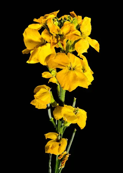 stock image Beautiful Blooming flowers of yellow wallflower erysimum cheiri on a black background. Flower head close-up.