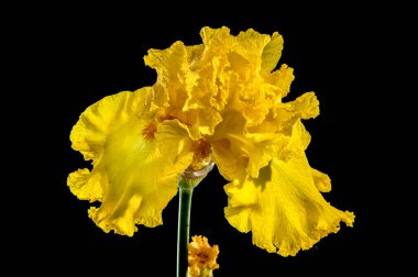 Siyah arka planda güzel sarı süsen çiçekleri. Çiçek başlıklı yakın plan..