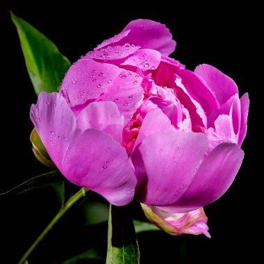 Beautiful Blooming pink peony Alexander Fleming on a black background. Flower head close-up.